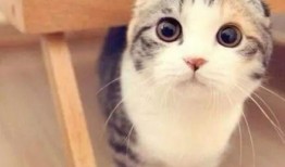 娱乐吃瓜君折耳猫,折耳猫的神秘魅力与争议