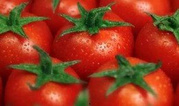 娱乐吃瓜丫西红柿,揭秘西红柿背后的故事