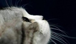 娱乐吃瓜君小猫咪,揭秘娱乐圈那些不为人知的幕后故事