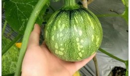 娱乐小葱花吃瓜视频,揭秘娱乐圈幕后故事