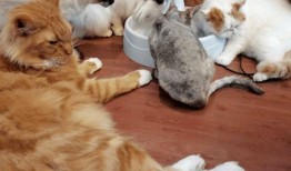 娱乐吃瓜君折耳猫,折耳猫的神秘魅力与争议