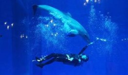 一线吃瓜娱乐圈海底见月,一线“吃瓜”达人海底探月，揭秘娱乐圈幕后真相