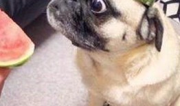 娱乐圈子吃瓜群众是谁啊,娱乐圈子里的神秘“吃瓜群众”揭秘