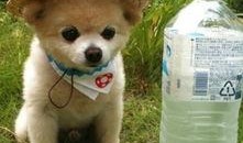 娱乐吃瓜酱监控小狗,小狗日常萌态大曝光！