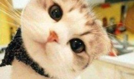 娱乐吃瓜酱神仙猫,揭秘娱乐圈背后的神秘故事