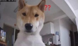 娱乐吃瓜酱监控小狗,小狗日常萌态大曝光！