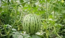 吃瓜娱乐园,娱乐圈幕后故事大公开